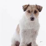 jack russell terrier comprar3