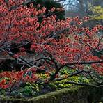 barbarazweige welcher baum3