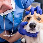what is ciprofloxacin used for medication for dogs2