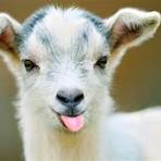 baby goats1