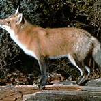 foxes characteristics3