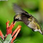 el colibrí mensajero de dios3