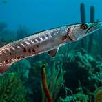 barracuda peixe1