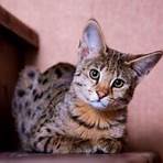 savannah cat valor2