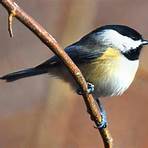 Chickadee2