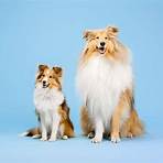 mini lassie dog3