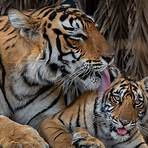 leben tiger im regenwald2