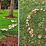 Where can I find a fairy ring?2