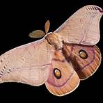moth significado5
