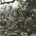 magnolia stellata royal star2