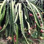 cactus de pitaya nombre científico1