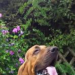 bloodhound züchter deutschland2