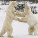 polar bear characteristics1