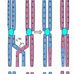 linkage e crossing over4