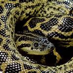 is the anaconda endangered species group a real number4