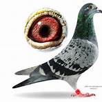 herbots pigeon3