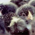 barred plymouth rock chickens for sale2