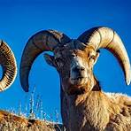 animals with horns1