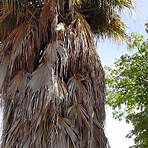 palmera washingtonia robusta1