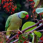 les oiseaux photos4