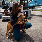 newfoundland rescue pennsylvania dogs1