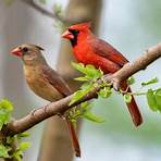 what does a cardinal symbolize in north carolina lottery2