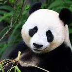 random panda facts2