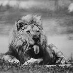 lion country safari irvine ca frazier the lion king2