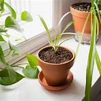 How do you propagate a spider plant?4