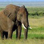 How old is the oldest elephant in history?3