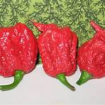 semente carolina reaper2