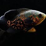 oscar fish2