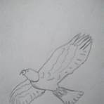 hummingbird drawing4