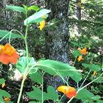 what is the habitat of lake placid flower1
