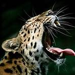 leopardos2