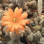 Le cactus3