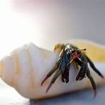 hermit crabs molting eggs5