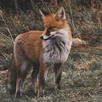 Fox Hunt1