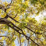jacaranda mimosifolia common name and plant information service1