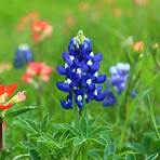 Wildflowers Across Texas2