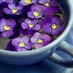 violeta flor1