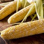 corn plant facts1
