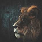 african lion pictures1