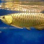 albino arowana2