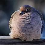 mourning dove pictures2