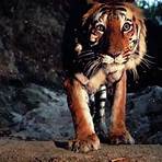 El tigre4