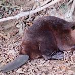 how many species of beaver are there on earth currently2