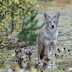 coyote animal5