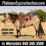 quarter horse for sale1
