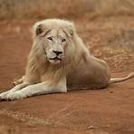 white lion animal4